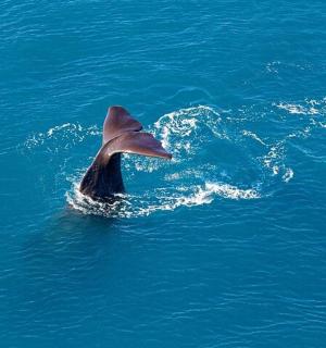 水中张着嘴的海豚