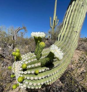 kaktus se zelenými a bílými květy
