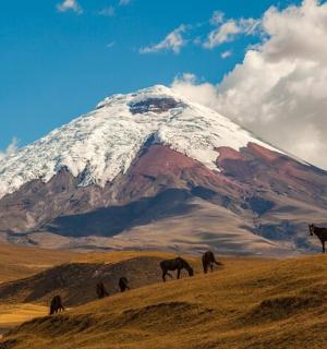 a snow covered mountain with horses on a hill