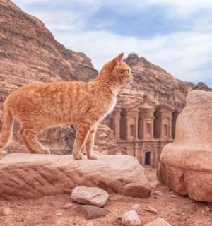 kočka stojící na vrcholu skály