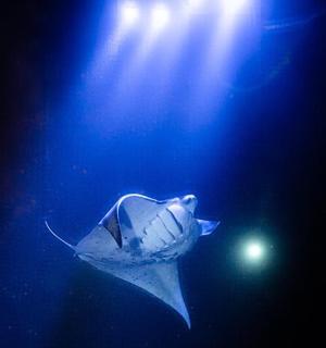 žralok plave ve vodě s otevřenou tlamou