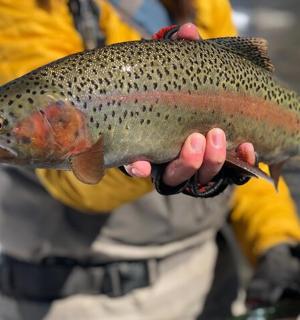 muž držící v ruce rybu