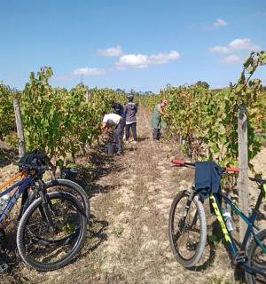 一群人站在葡萄园里，骑着自行车