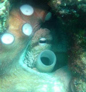 海底厕所的水下照片