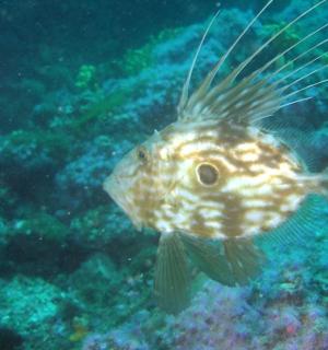 一条鱼在水中游动