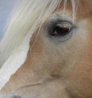 a close up of the face of a brown and white horse