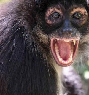 a monkey with its mouth open with its tongue