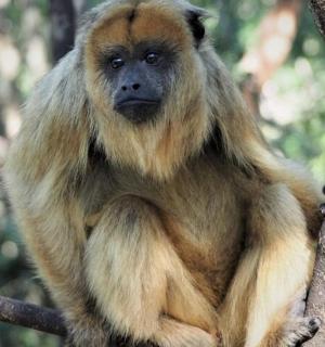 a monkey is sitting on a tree branch