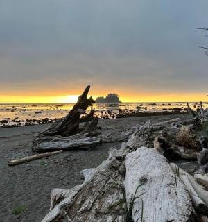 ein Strand mit einem Haufen Baumstämme im Sand