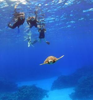 a group of people swimming in the water with a turtle