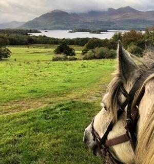 一匹马站在绿草地上