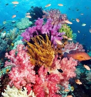 a colorful coral reef with fish in the ocean