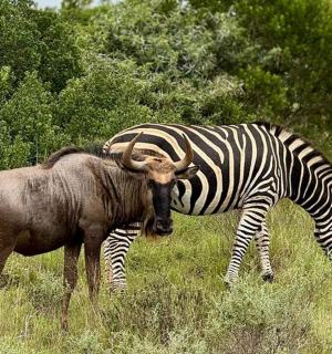 a zebra and a giraffe standing in a field