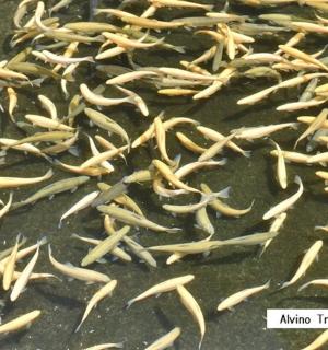 一群鱼躺在地上