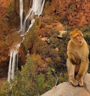 一只猴子坐在瀑布附近的岩石上