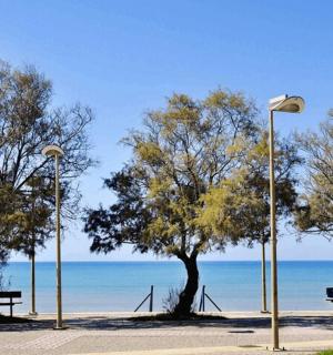 two trees and a picnic table on the beach