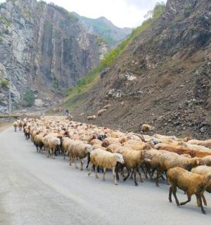 一群羊沿着土路行走