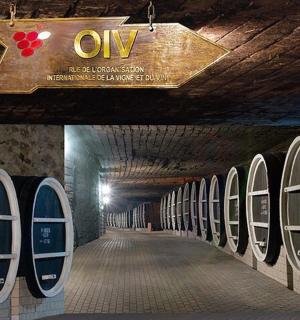 a row of wine barrels in a wine cellar