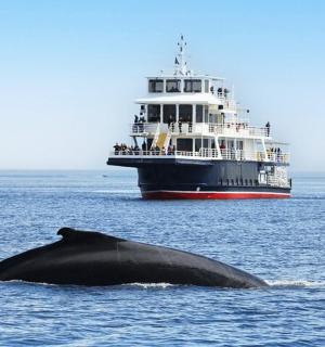 大海中的一头鲸鱼和一艘大船
