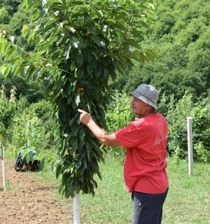 一名男子正在从树上采摘浆果