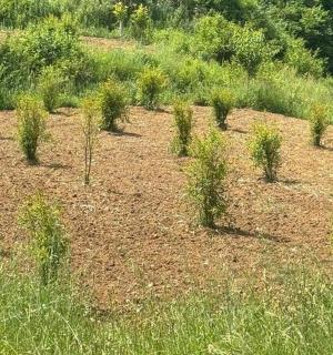 草地上的一排植物