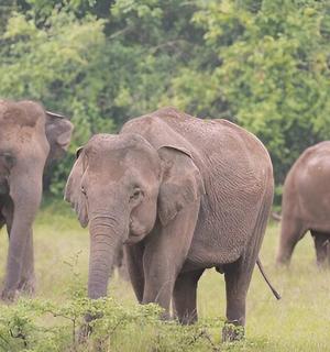 a group of three elephants walking in a field