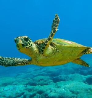 zelená mořská želva plavající ve vodě