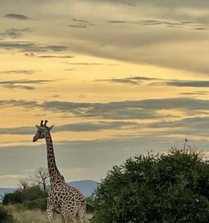 两只长颈鹿站在多云的天空下的田野里
