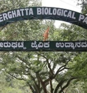 一只鸟停在路牌上