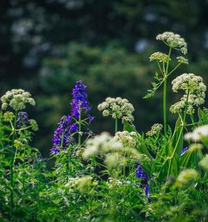 skupina fialových a bílých květů na poli