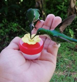 一个人抱着一只绿色的小蜂鸟,瓶子里有一朵花