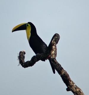 一只鸟栖息在树枝上