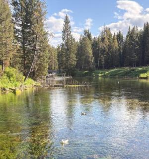 rzeka z dwiema kaczkami pływającymi w wodzie