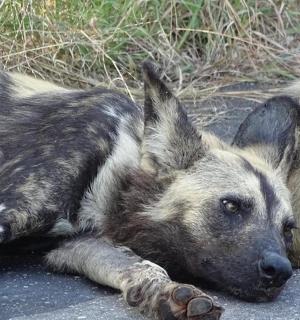 pes ležící na zemi vedle trávy