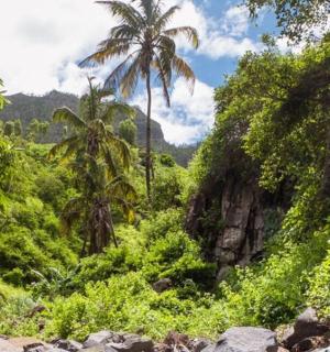 a view of a jungle with palm trees and rocks