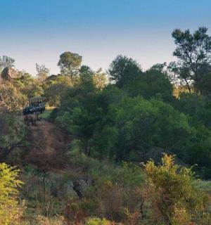 一头牛在森林里的土路上行走