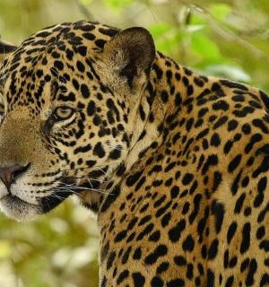 一只美洲虎站在一些树前