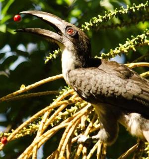 a bird with a long beak sitting in a tree