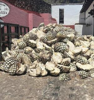 一大堆动物坐在建筑物旁边