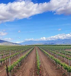 řada vinné révy na poli s horami v pozadí