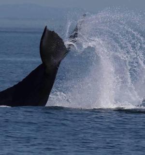 一只海豚在水中甩动尾巴