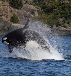 一头虎鲸跃出水面