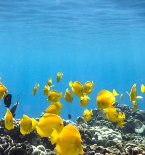 a group of yellow fish swimming over a coral reef