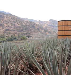 仙人掌田,背景是筒仓