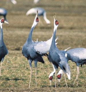 一群鸟站在田野里