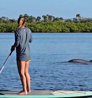 一名女子在桨板上,水中有一只海豚
