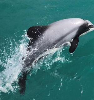a dolphin is jumping in the water