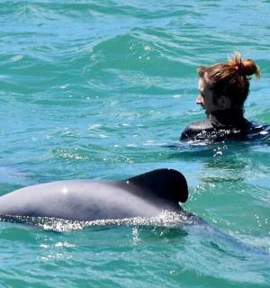 一名女子在水中，旁边是一只海豚