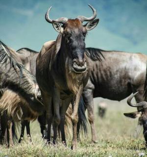 a group of wild animals grazing in a field