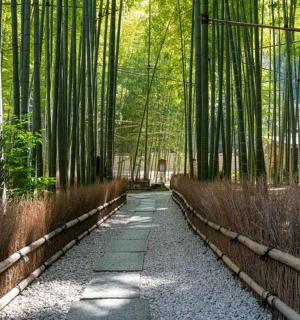 竹林中的一条小路